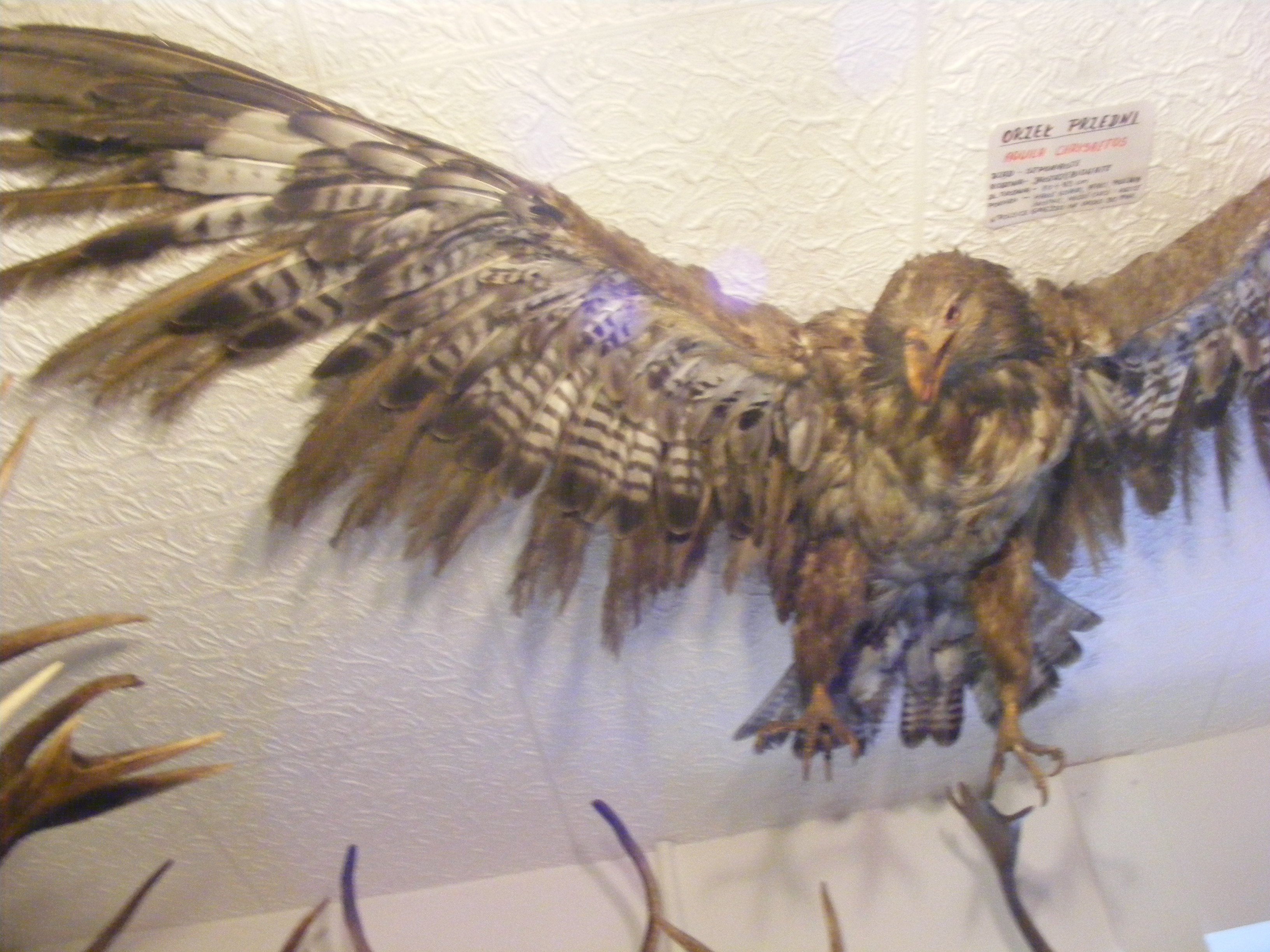 Łyczakówka
