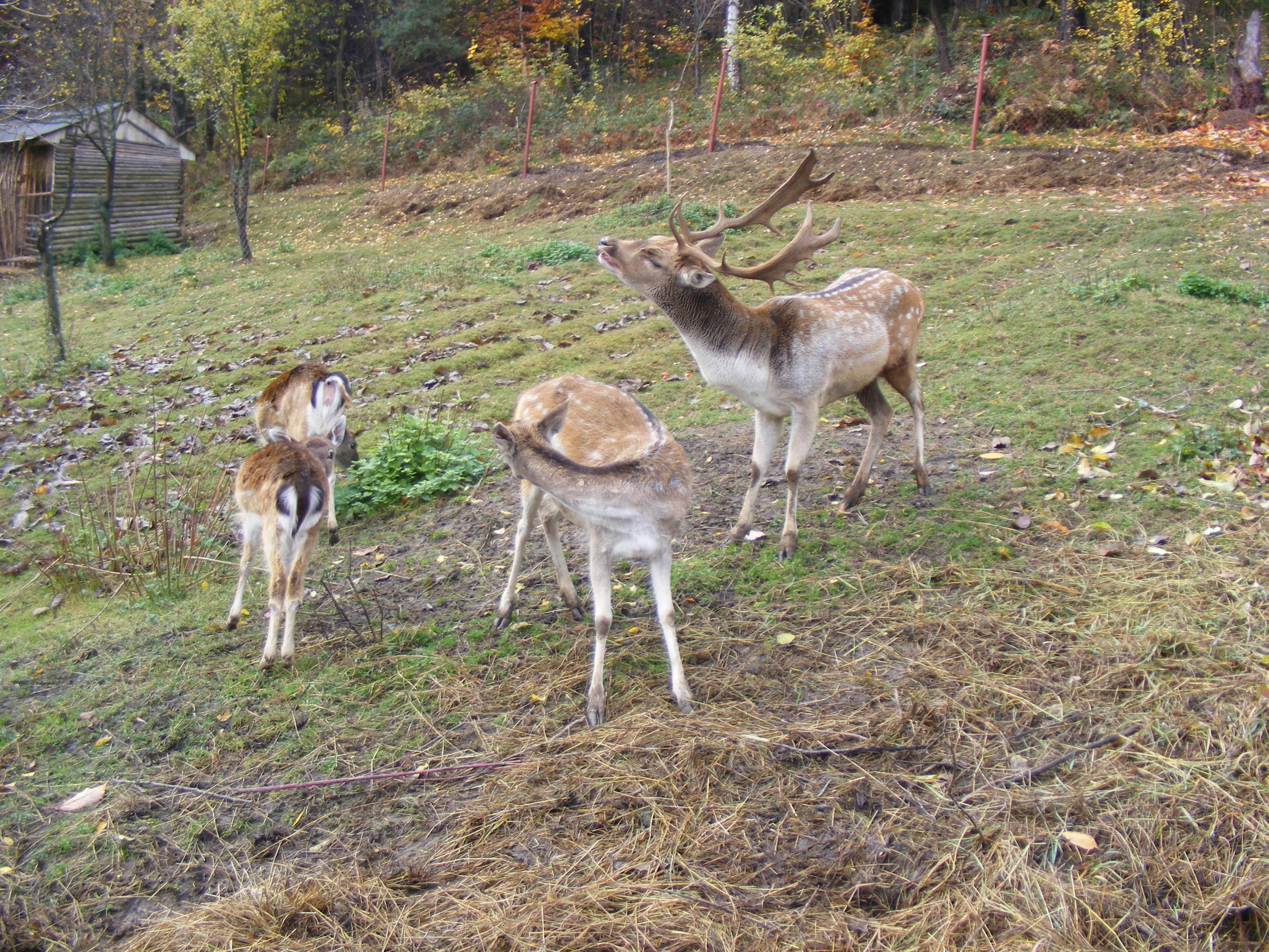 Łyczakówka